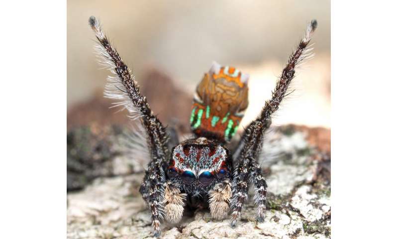 I travelled Australia looking for peacock spiders, and collected 7 new species