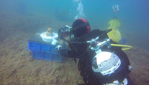 Researchers go underwater to study how sponge species vanished