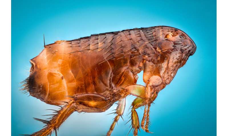 Scientists solve 'flea mystery'
