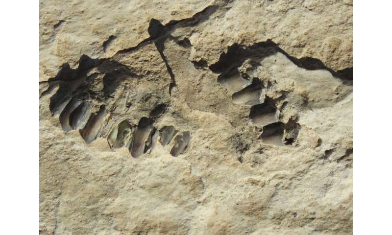 This handout photo shows animal fossils eroding out of the surface of the Alathar ancient lake deposit