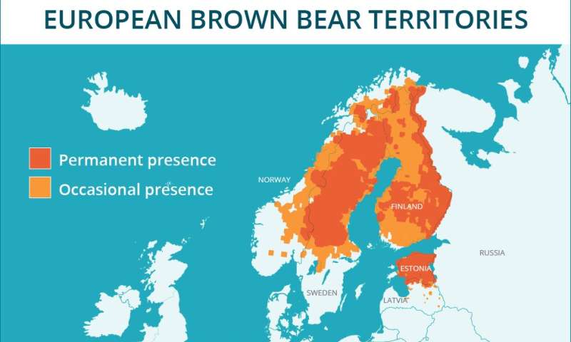 Understanding Different Brown Bear Personalities May Help Reduce