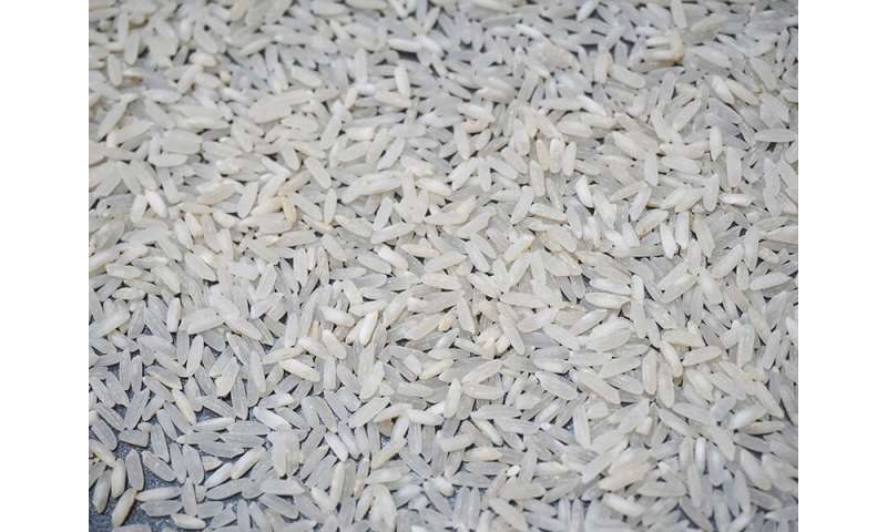 Climate change could increase rice yields