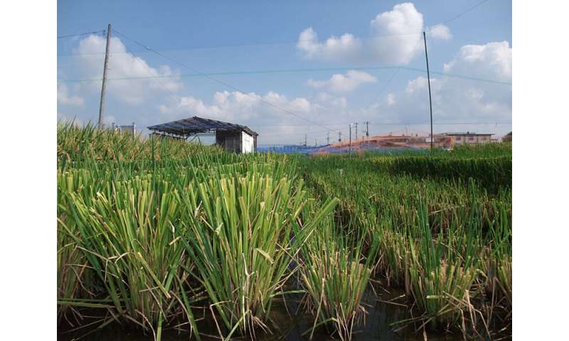 El cambio climático podría aumentar la producción de arroz