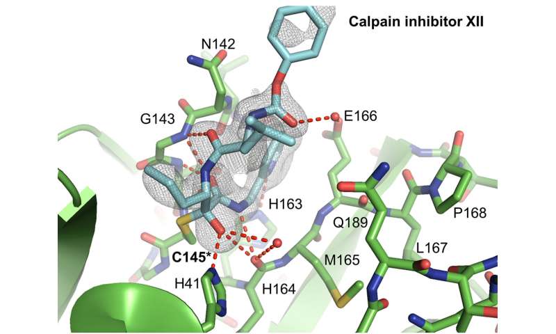 Study reveals strategy to create COVID-19 drugs to inhibit virus's entry and replication thumbnail