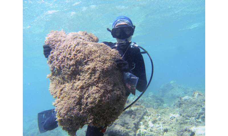 Aggressive seaweed smothers one of world's most remote reefs