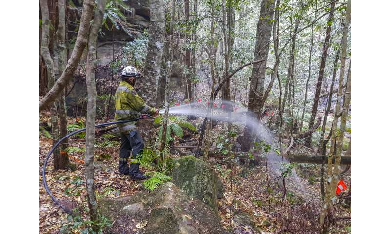 Australia firefighters save world's only rare dinosaur trees