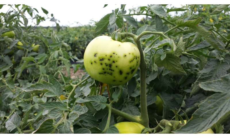 Newly identified gene grants tomatoes resistance to bacterial speck disease