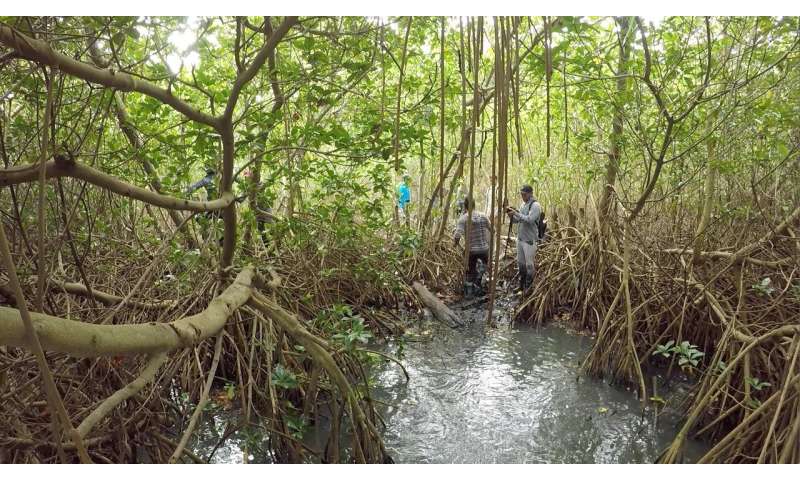 New research identifies 'triple trouble' for mangrove coasts