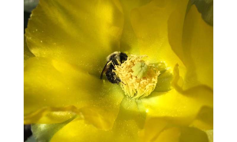 Research brief: Bee neighborly -- sharing bees helps more farmers