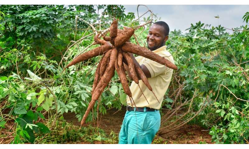 Researchers help inform cassava breeding worldwide
