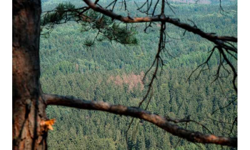 Satellite images display changes in the condition of European forests