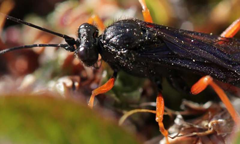 Climate change recasts the insect communities of the Arctic