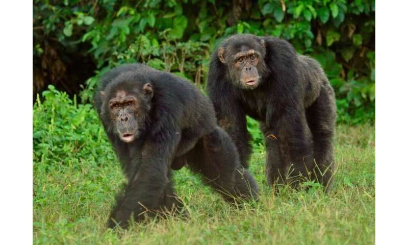 Researchers find cardiovascular health similarities between chimpanzees, humans