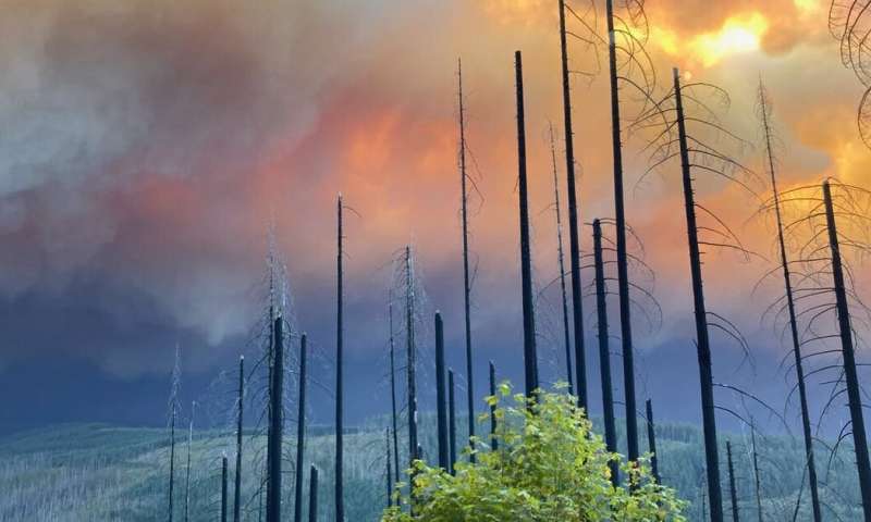 Climate change and forest management have both fueled  today's epic Western wildfires