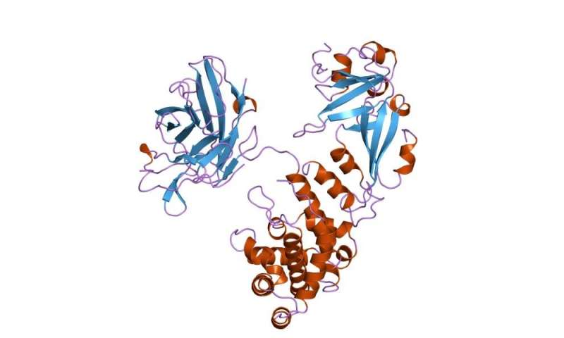 Researchers develop 'piggyback' method to improve drug delivery of RNA therapeutics