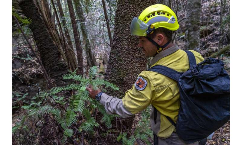 Australia firefighters save world's only rare dinosaur trees