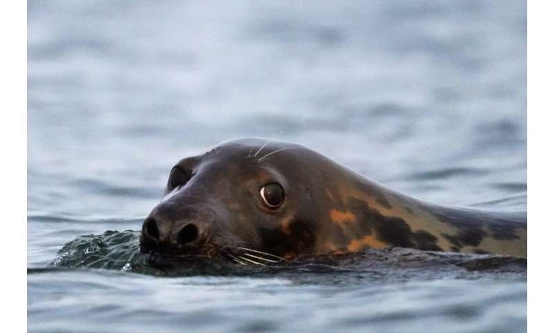 Conservation success or pests? Seals spark passionate debate