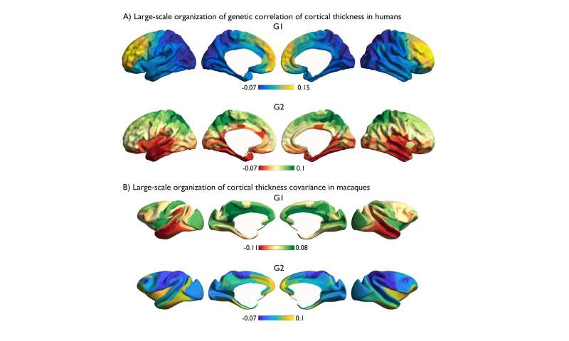 Evolutionary and heritable axes shape our brain