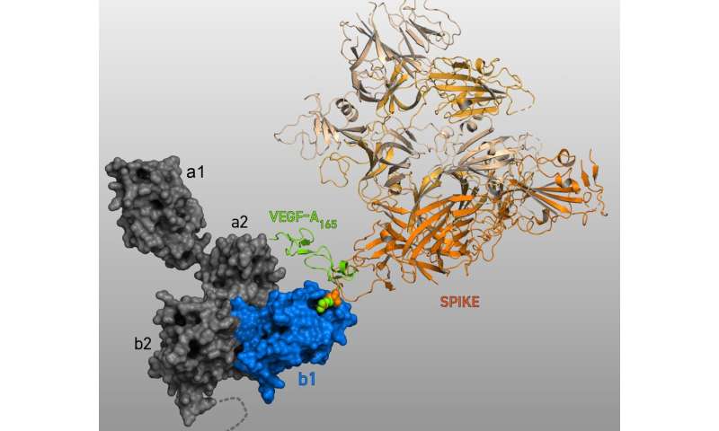 对神经疏松素-1蛋白的新了解可以加速Covid疫苗研究