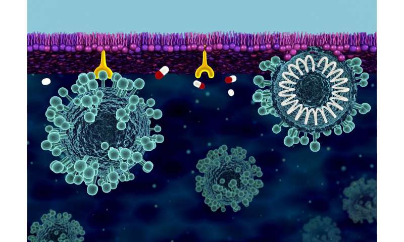 Scientists investigate solutions for building cell membrane defense against COVID-19