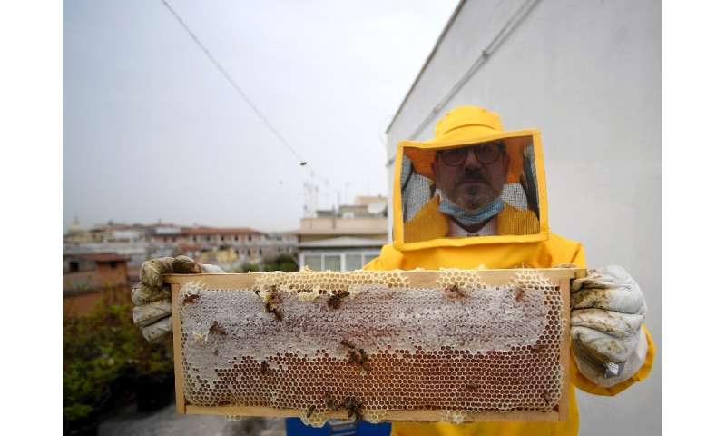 A beekeeper from the forestry unit of the carabinieri, or military police force, shows alveolus and bees on the rooftop of the c