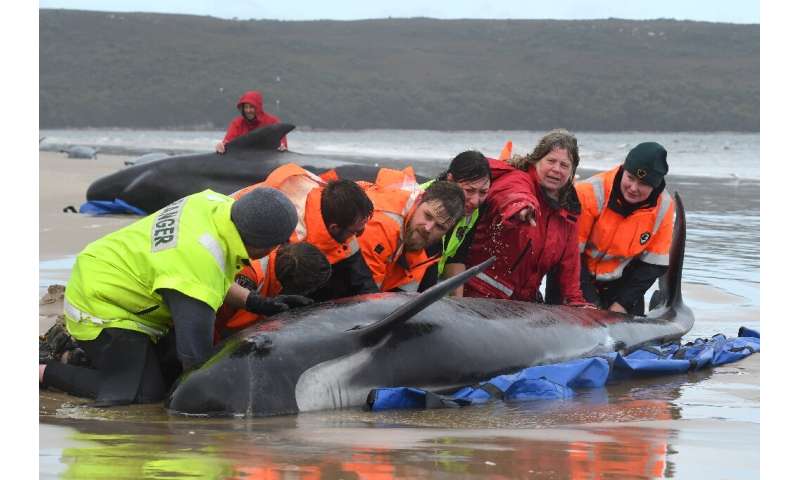 A crew of around 60 conservationists and skilled volunteers have spent days trying to rescue whales stranded in Macquarie Harbou