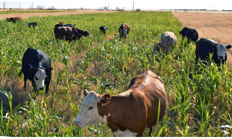Adding grazing to cover crops can benefit bottom line