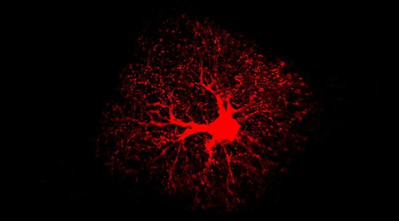 Adult astrocytes are key to learning and memory