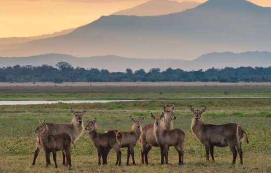 After a civil war, Gorongosa National Park savanna doesn’t quite look the same