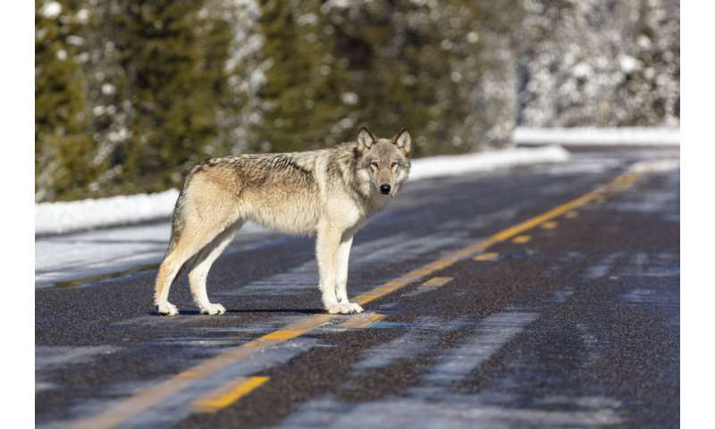 After wolves rebound across US West, future up to voters