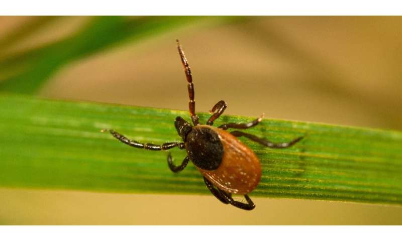 Un gen de una bacteria antigua ayuda a las garrapatas a propagar la enfermedad de Lyme