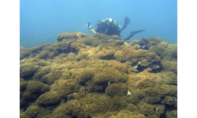 Aggressive seaweed smothers one of world's most remote reefs