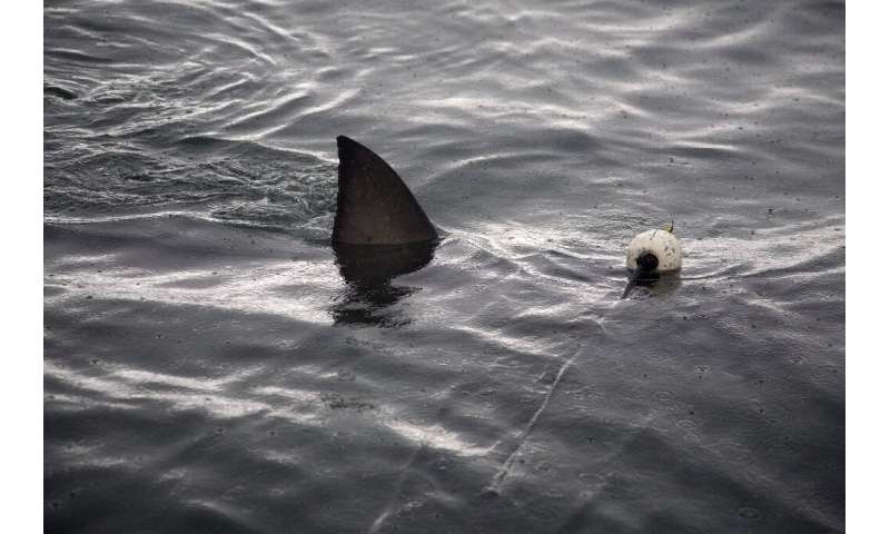 A great white shark pictured in waters off Gansbaii near Cape Town a decade ago—their numbers have steeply declined