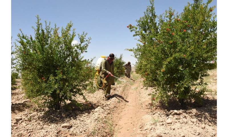 Agriculture department workers spray pesticide to kill locusts in a field in Pishin, Pakistan