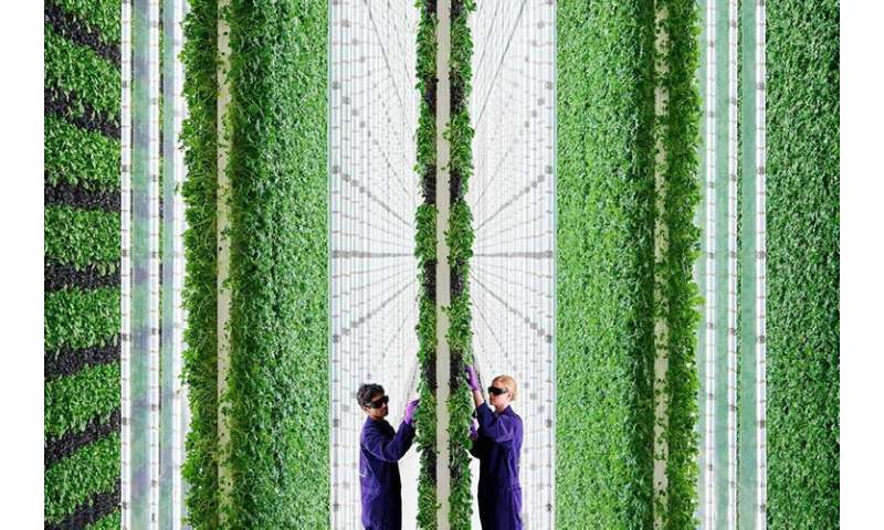 AI-controlled vertical farms promise revolution in food production
