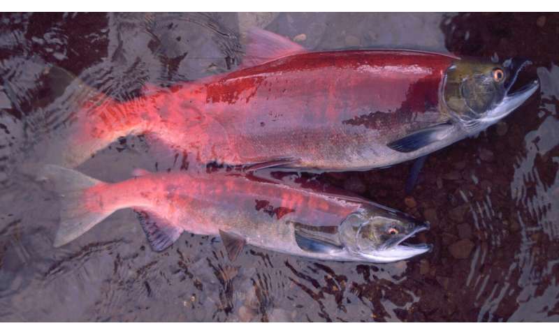 Alaska's salmon are getting smaller, affecting people and ecosystems