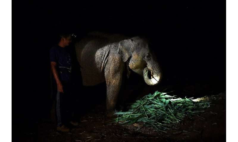 A mahout feeds an elephant at night