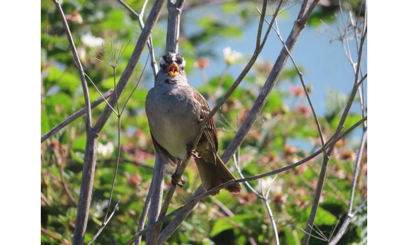 A male white-crowned sparrow sings to protect his territory and attract mates in San Francisco