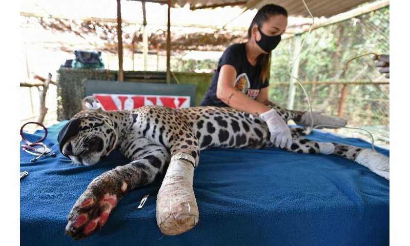 Amanaci, an adult female jaguar that had its paws burnt during fires in Pantanal, recieves stem cell treatment at the Nex Instit