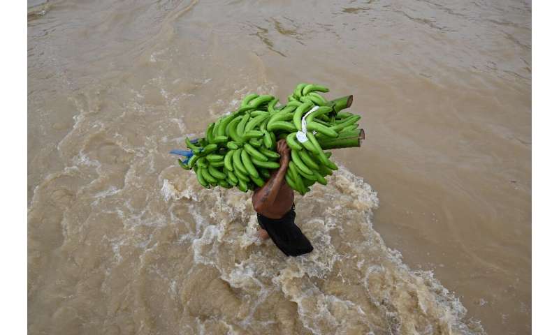 A man carrying bananas wades through floodwaters following Eta in El Progreso, Honduras  on November 5, 2020