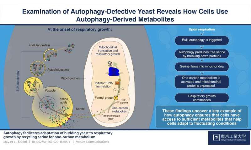 Amino acid recycling in cells: Autophagy helps cells adapt to changing conditions