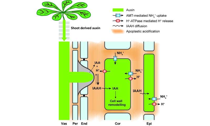 Ammonium triggers formation of lateral roots