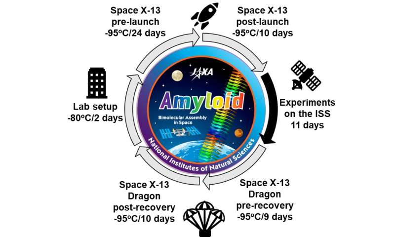 Amyloid formation in the International Space Station