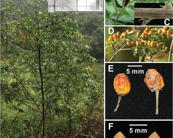 A New Evergreen Species of Rhamnaceae Found in Guangxi