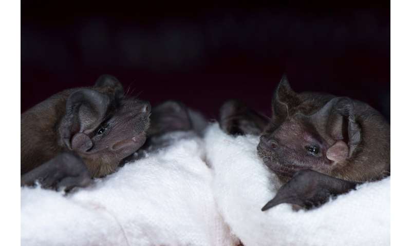 A new social role for echolocation in bats that hunt together