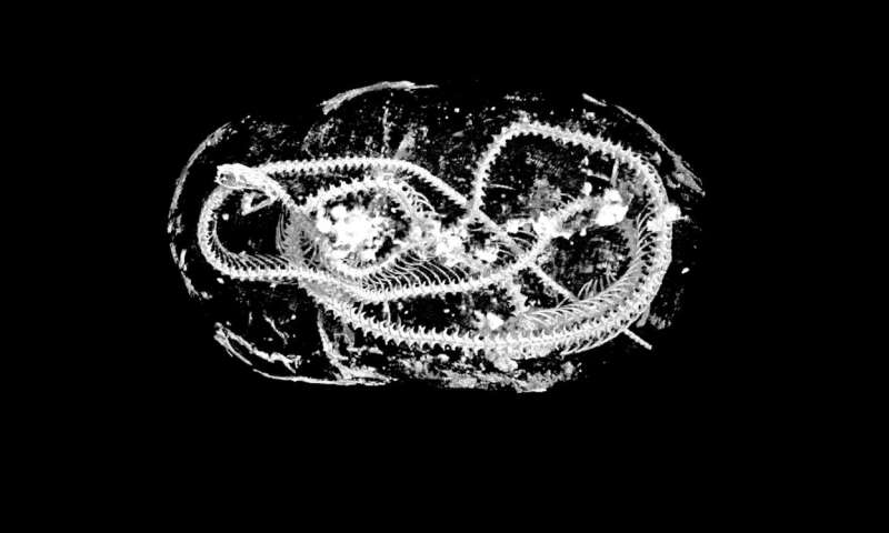 Animal mummies unwrapped with hi-res 3D X-rays