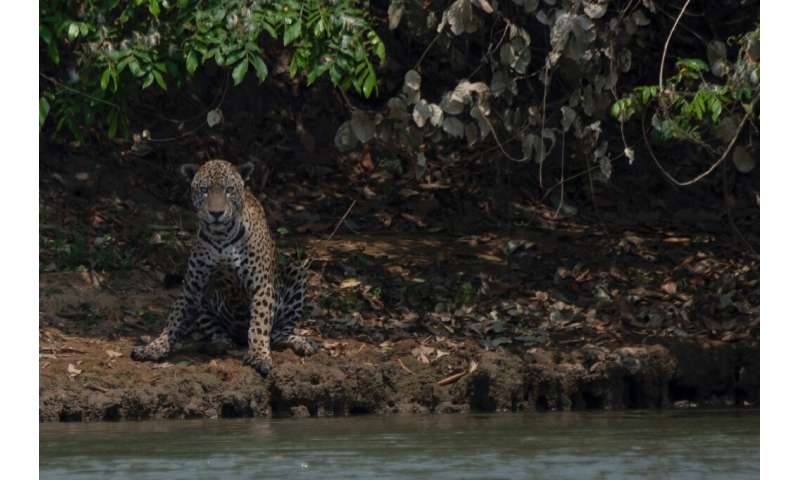 An injured jaguar sits on the bank of a river in the Panatal, the Brazlian tropical wetlands hit by massive fires