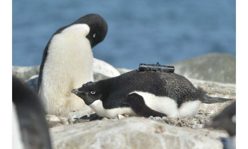 Antarctic penguins happier with less sea ice