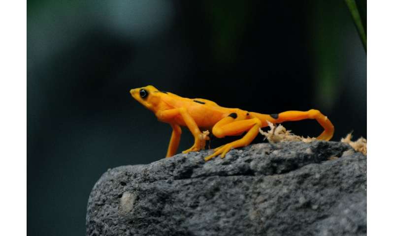 A Panamanian golden frog is pictured at El Nispero Zoo and Botanical Garden, east of Panama City, in 2009