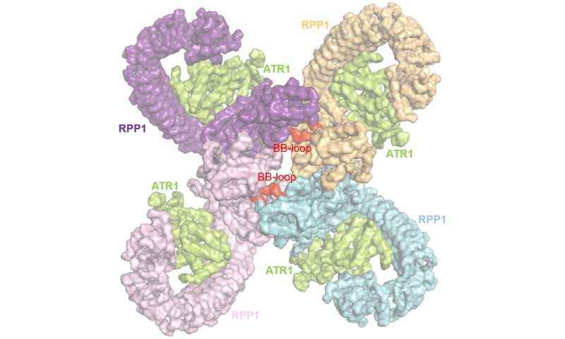 A plant immune receptor: four are enough to tango